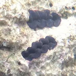 Crocea Clam, photo 3