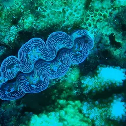 Crocea Clam, photo 4