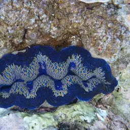 Crocea Clam, photo 5