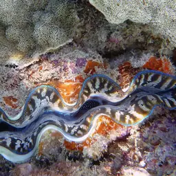 Crocea Clam, photo 6