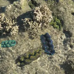 Crocea Clam, photo 7