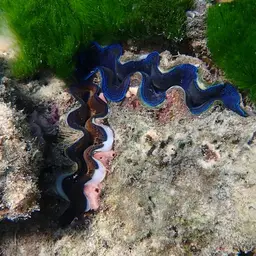 Crocea Clam, photo 8