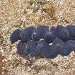 Crocea Clam, photo 9