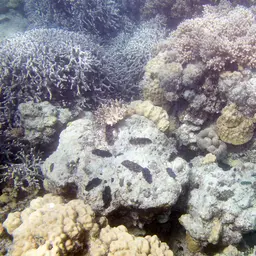 Crocea Clam, photo 10