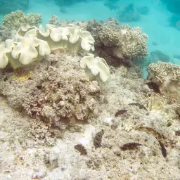 Crocea Clam, photo 11