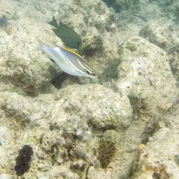 Crocea Clam, photo 12