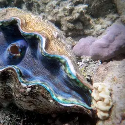 Derasa Clam, photo 1