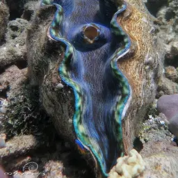 Derasa Clam, photo 2