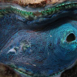 Derasa Clam, photo 3