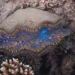 Derasa Clam, photo 4