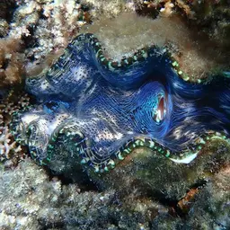 Derasa Clam, photo 5
