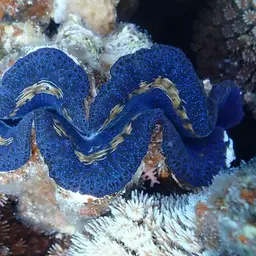 Derasa Clam, photo 6