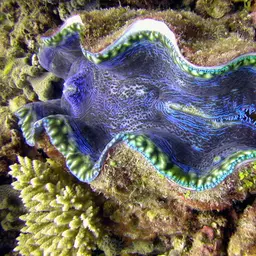 Derasa Clam, photo 7