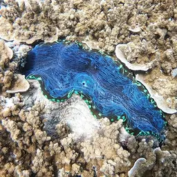 Derasa Clam, photo 8