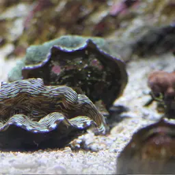 Derasa Clam, photo 9