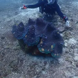 Giant Clam, photo 1