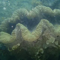 Giant Clam, photo 2