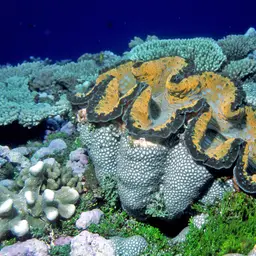 Giant Clam, photo 3