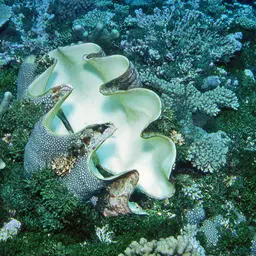 Giant Clam, photo 4