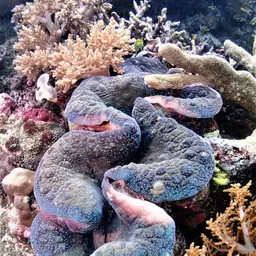 Giant Clam, photo 5