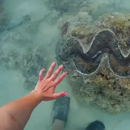 Giant Clam, photo 6