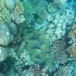 Giant Clam, photo 7