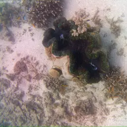 Giant Clam, photo 8