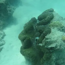Giant Clam, photo 9