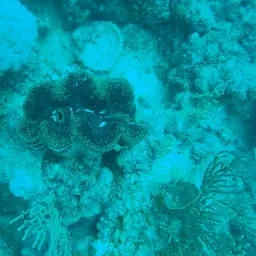 Giant Clam, photo 10
