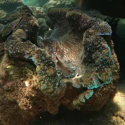 Giant Clam, photo 11
