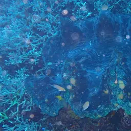 Giant Clam, photo 12