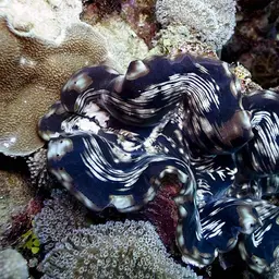 Maxima Clam