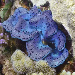 Maxima Clam, photo 2