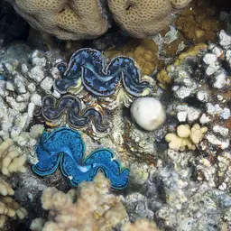 Maxima Clam, photo 3