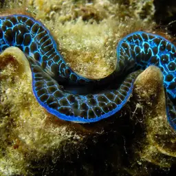 Maxima Clam, photo 4