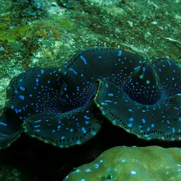 Maxima Clam, photo 5