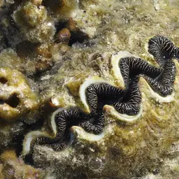 Maxima Clam, photo 6