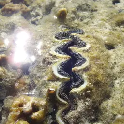 Maxima Clam, photo 7