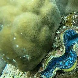 Maxima Clam, photo 8