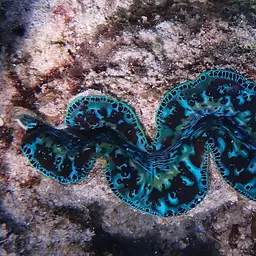 Maxima Clam, photo 9