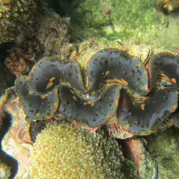Maxima Clam, photo 10