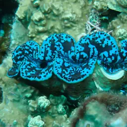 Maxima Clam, photo 11