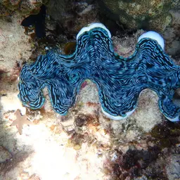 Squamosa Clam, photo 1
