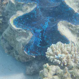 Squamosa Clam, photo 2