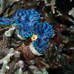 Squamosa Clam, photo 3