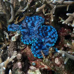 Squamosa Clam, photo 4