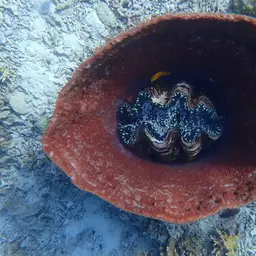 Squamosa Clam, photo 5