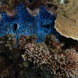 Squamosa Clam, photo 6