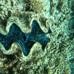 Squamosa Clam, photo 7