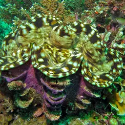 Squamosa Clam, photo 8